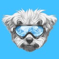 Portrait of Maltese Poodle with ski goggles.