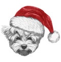 Portrait of Maltese Puddle Dog with Santa Hat.
