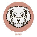 Portrait of Maltese