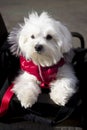 Portrait of a bichon Maltese dog wearing a read jacket