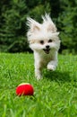 Portrait of maltipoo dog playing with ball