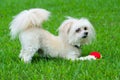 Portrait of maltipoo dog playing with ball