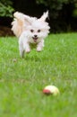 Portrait of maltipoo dog playing with ball