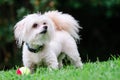 Portrait of maltipoo dog playing with ball