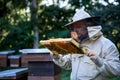 Portrait of man beekeeper holding honeycomb frame full of bees in apiary. Royalty Free Stock Photo