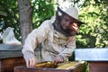 Portrait of man beekeeper holding honeycomb frame full of bees in apiary. Royalty Free Stock Photo