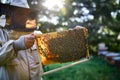 Portrait of man beekeeper holding honeycomb frame full of bees in apiary. Royalty Free Stock Photo