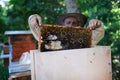 Portrait of man beekeeper holding honeycomb frame full of bees in apiary. Royalty Free Stock Photo