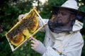 Portrait of man beekeeper holding honeycomb frame full of bees in apiary. Royalty Free Stock Photo