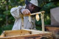 Portrait of man beekeeper holding new honeycomb frame in apiary.