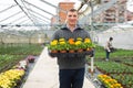 Portrait of man gardener with potted flowers calendula standing in greenhouse