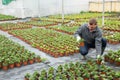 Portrait of man gardener with potted flowers calendula standing in greenhouse