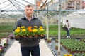 Portrait of man gardener with potted flowers calendula standing in greenhouse