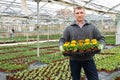 Portrait of man gardener with potted flowers calendula standing in greenhouse