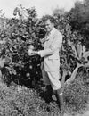 Portrait of man picking oranges Royalty Free Stock Photo