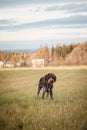 Portrait of a man`s most faithful friend, a dog of the Czech breed Rough-coated Bohemian Pointer in a field in Set Sail Champagne Royalty Free Stock Photo