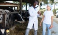 Veterinarian and farmer cows at farm