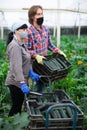 Portrait of man and woman wearing protective masks with boxes of ripe zucchini in greenhouse