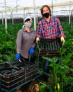 Portrait of man and woman wearing protective masks with boxes of ripe zucchini in greenhouse