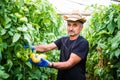 Portrait of a man at work in commercial greenhouse greenhouse produce food production tomato Royalty Free Stock Photo