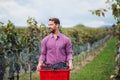 Man worker carrying box of grapes in vineyard in autumn, harvest concept. Royalty Free Stock Photo