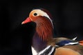 Portrait mandarin duck Royalty Free Stock Photo