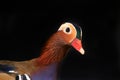 Portrait mandarin duck Royalty Free Stock Photo