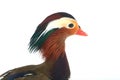 Portrait mandarin duck Royalty Free Stock Photo