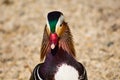 Portrait of Mandarin duck