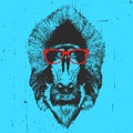 Portrait of Mandrill with glasses.