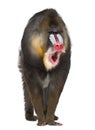 Portrait of Mandrill, Mandrillus sphinx Royalty Free Stock Photo