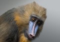 Portrait of Mandrill, Mandrillus sphinx, primate of the Old World monkey  family Royalty Free Stock Photo