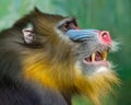 Portrait of Mandrill,   Mandrillus sphinx, primate of the Old World monkey family Royalty Free Stock Photo