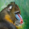 Portrait of Mandrill, Mandrillus sphinx, primate of the Old World monkey family