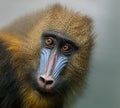 Portrait of Mandrill, Mandrillus sphinx, primate of the  Old World monkey family Royalty Free Stock Photo