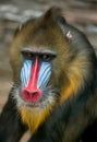 Portrait of Mandrill, Mandrillus sphinx, primate of the Old World monkey  family Royalty Free Stock Photo