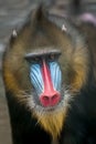Portrait of Mandrill,  Mandrillus sphinx, primate of the Old World monkey family Royalty Free Stock Photo