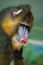 Portrait of  Mandrill, Mandrillus sphinx, primate of the Old World monkey family Royalty Free Stock Photo