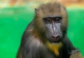 Portrait of Mandrill, Mandrillus sphinx, primate of the Old World monkey family Royalty Free Stock Photo