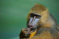 Portrait of Mandrill, Mandrillus sphinx, primate of the Old World monkey family Royalty Free Stock Photo