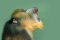 Portrait of Mandrill, Mandrillus sphinx, primate of the Old World monkey  family Royalty Free Stock Photo