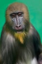 Portrait of Mandrill, Mandrillus sphinx, primate of the Old World monkey family Royalty Free Stock Photo