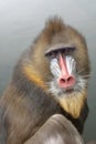 Portrait of Mandrill, Mandrillus sphinx, primate of the Old World monkey family Royalty Free Stock Photo