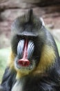 Portrait of mandrill - one of the brightest and most colorful of the primates