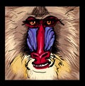 Portrait of a mandrill primate