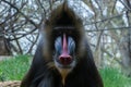Mandrill with red and blue snout staring ahead with grass and trees in the background