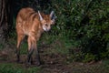Portrait of a Maned Wolf Royalty Free Stock Photo