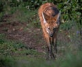 Portrait of a Maned Wolf Royalty Free Stock Photo