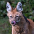 Portrait of a Maned Wolf Royalty Free Stock Photo