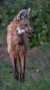 Portrait of a Maned Wolf Royalty Free Stock Photo